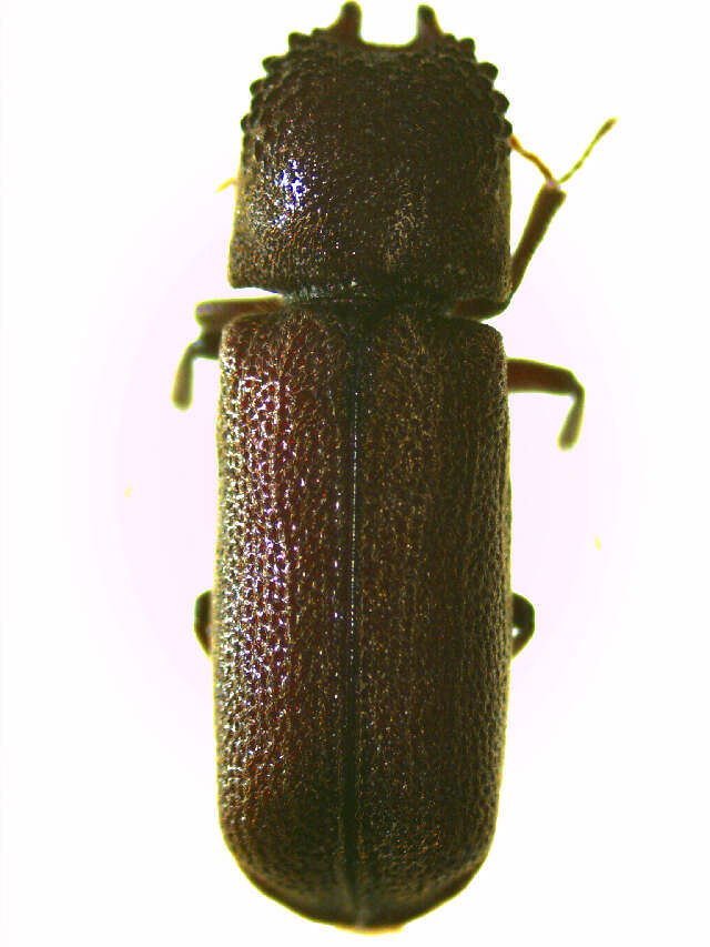 Image de Heterobostrychus brunneus (Murray 1867)