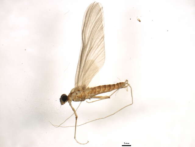 Image of Epeorus pleuralis (Banks 1910)