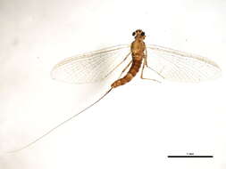 Image of Epeorus pleuralis (Banks 1910)