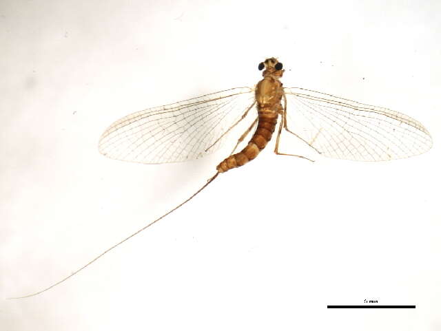 Image of Epeorus pleuralis (Banks 1910)