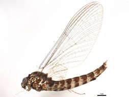 Image of Siphlonurus barbaroides McDunnough 1929