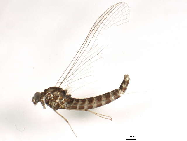 Image of Siphlonurus barbaroides McDunnough 1929