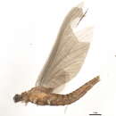 صورة Eurylophella funeralis (McDunnough 1925)