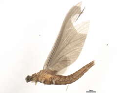 Image of Ephemerelloidea