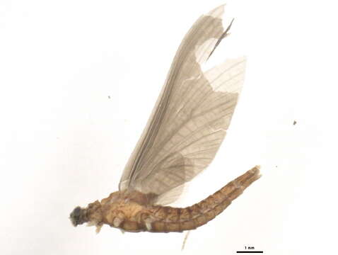 Eurylophella funeralis (McDunnough 1925) resmi