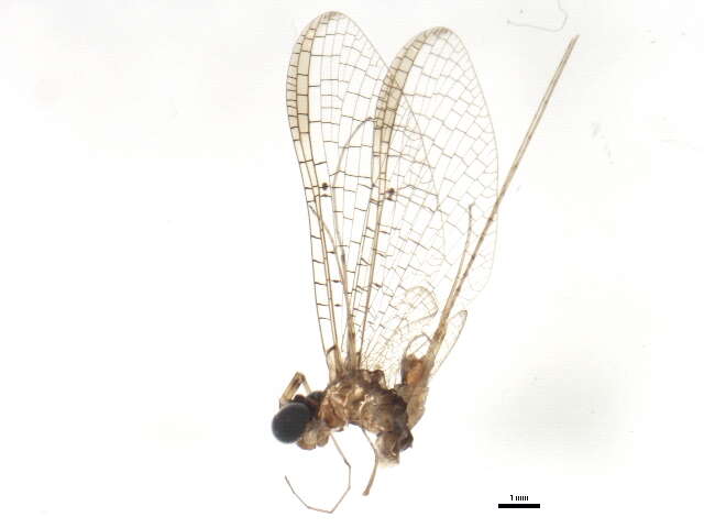 Image of Stenacron Mayfly