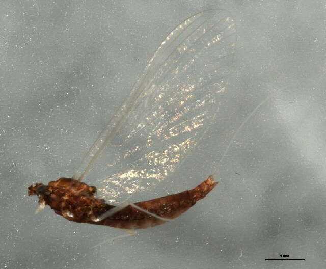 Image of <i>Neoleptophlebia mollis</i>
