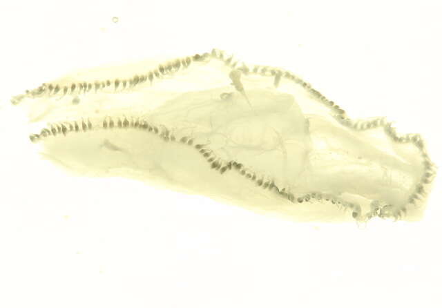 Image of Leptothecata Cornelius 1992