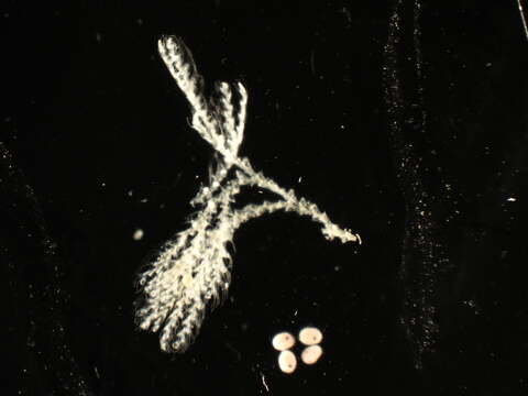 Image of Caulibugula ciliata (Robertson 1905)