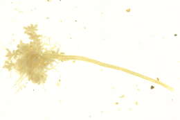 Image of Ectopleura marina (Torrey 1902)