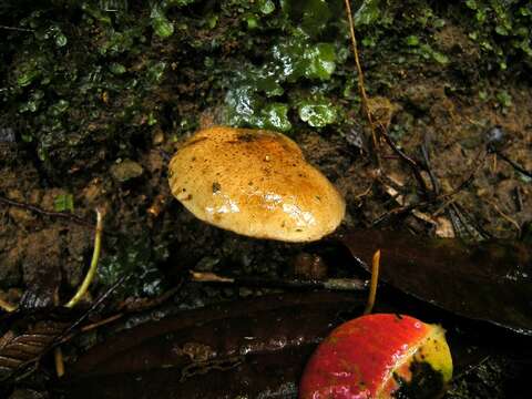 Pholiota resmi