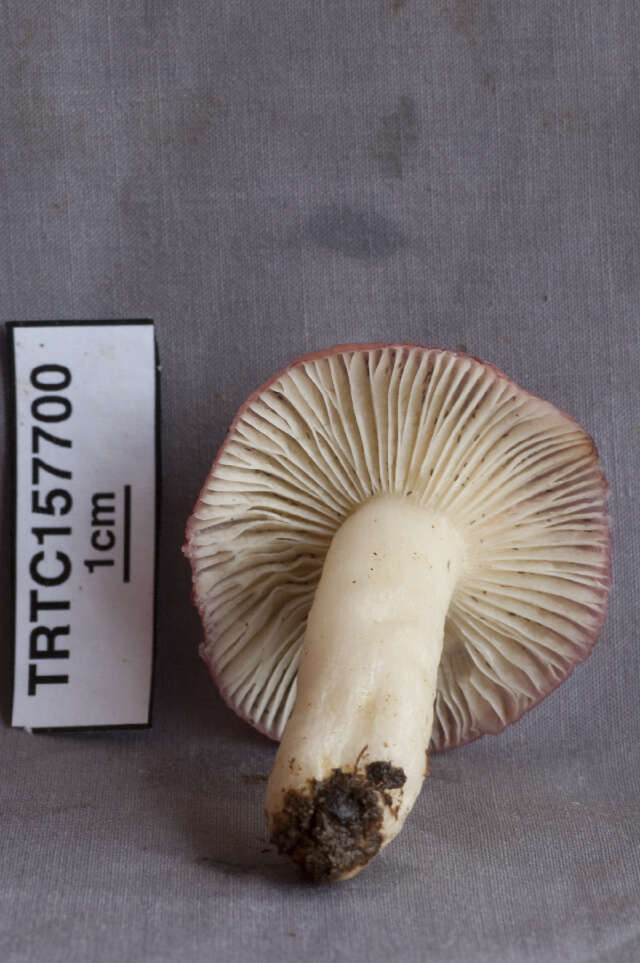 Image de Russula