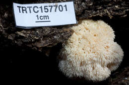 Слика од Hericium