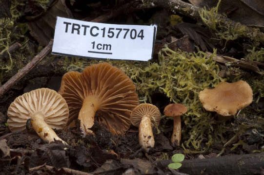 Image of Lactarius