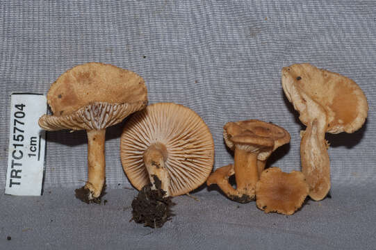 Image of Lactarius