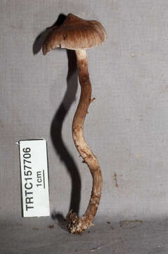 Image of Cortinarius