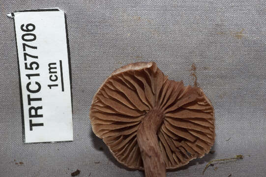 Image of Cortinarius