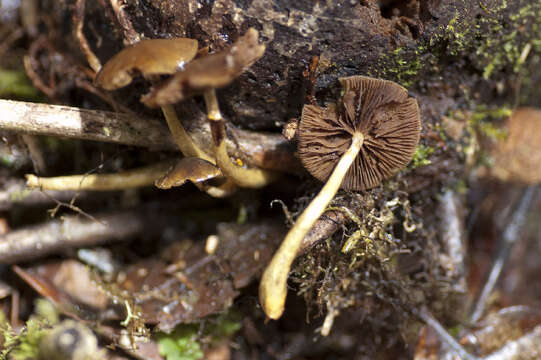 Image of Hypholoma