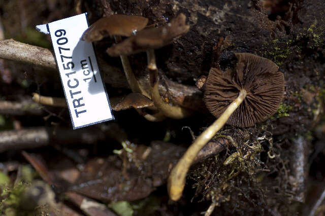 Image of Hypholoma