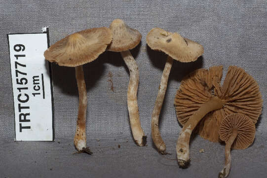 Image of Cortinarius