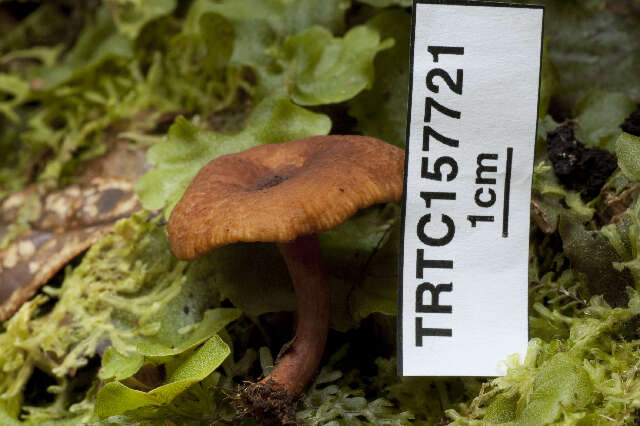 Image of Lactarius