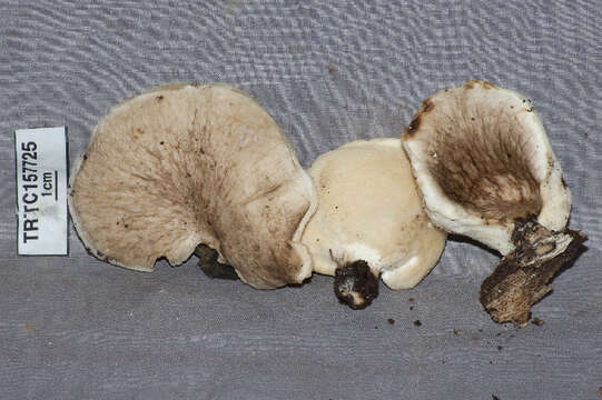 Image of Polyporus