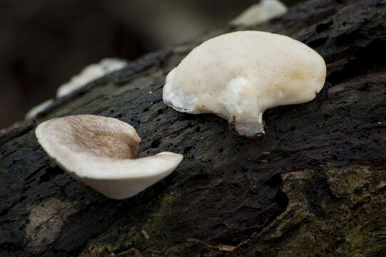 Image de Polyporus