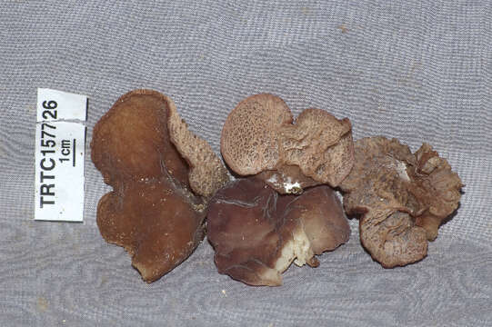 Image of Auricularia