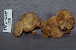 Image of Gymnopilus