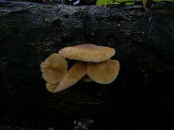 Image of Gymnopilus