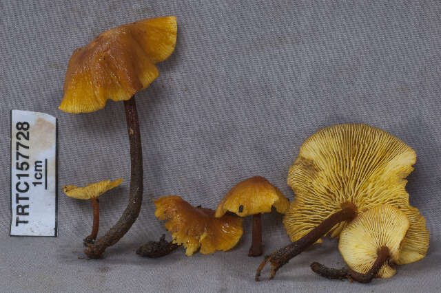 Image of Flammulina