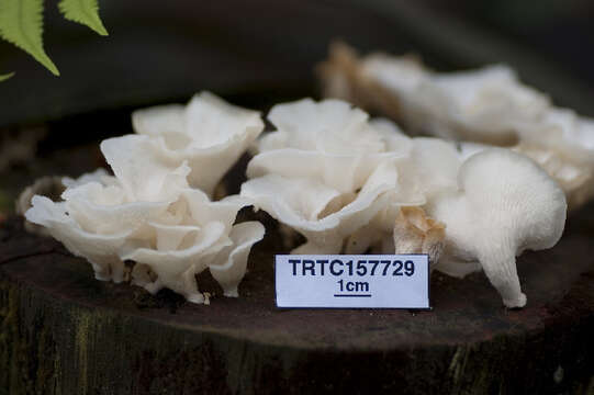 Image of Polyporus