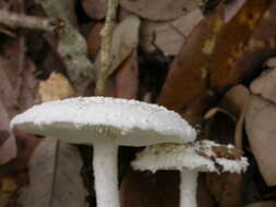 Image of Amanita