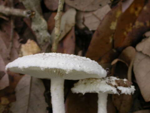 Image of Amanita