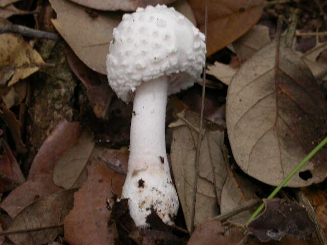 Image of Amanita