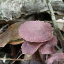 Image of Mycena