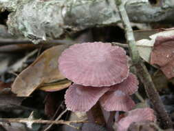 Plancia ëd Mycena