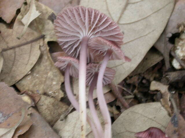 Image of Mycena