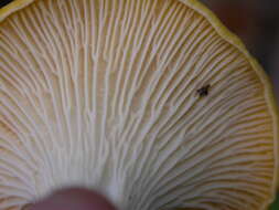 Image of Cantharellus