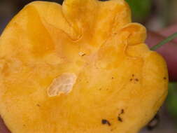 Image of Cantharellus