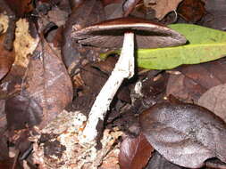 Image of Agaricus