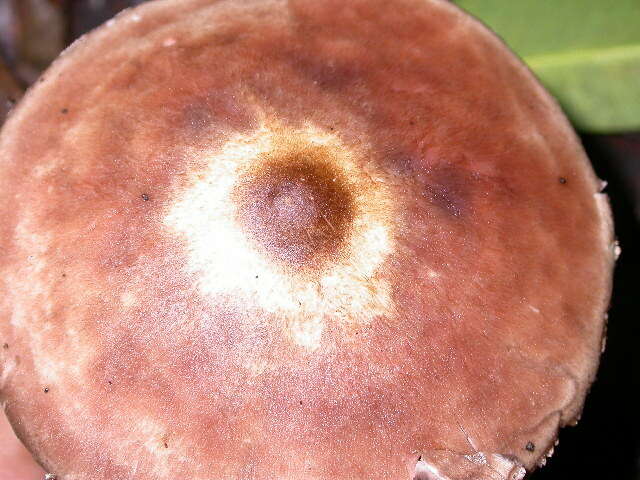 Image of Agaricus