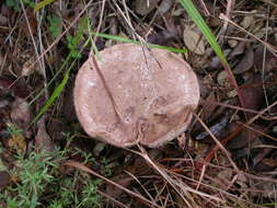 Image of Tylopilus