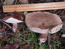 Image of Tylopilus