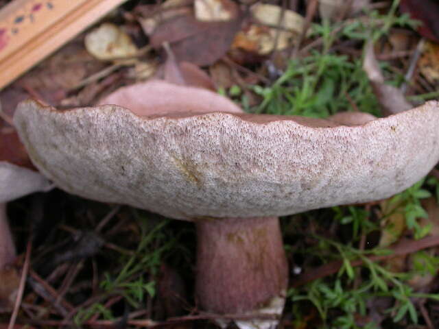 Image of Tylopilus