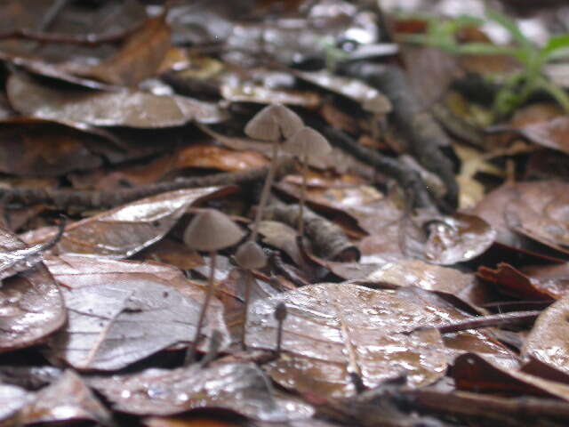 Image of Mycena