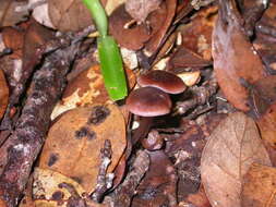 Image of Mycena