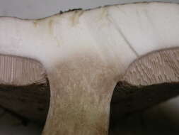 Image of Tylopilus