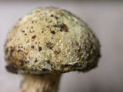 Image of Austroboletus subvirens (Hongo) Wolfe 1980