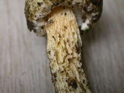 Image of Austroboletus subvirens (Hongo) Wolfe 1980